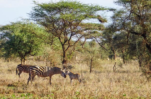 a zebra with its small zebra baby beside trees in southern Kenya
